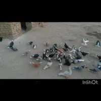 کبوتر گمشده