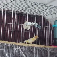 قناری لیمویی