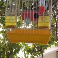مرغ عشق نرماده|پرنده|بومهن, |دیوار