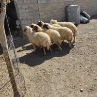 گوسفند داشتی|حیوانات مزرعه|کرمانشاه, |دیوار