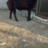 نر بره|حیوانات مزرعه|گمیشان, |دیوار