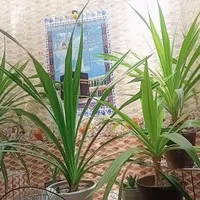 گل طبیعی ۳۸۰