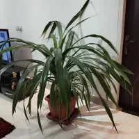 گل پاندانوس ویتچی آپارتمانی