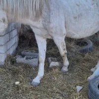 اسب کرد اصیل|اسب و تجهیزات اسب‌سواری|اردبیل, |دیوار