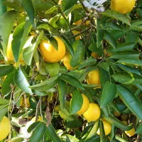 فروش پرتقال محلی و تامسون لیمو شیرین