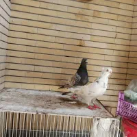 کبوتر طاوسی وتهرانی  کاکلی|پرنده|مشهد, حجاب (شهرک غرب)|دیوار