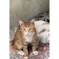 گمشده