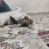 گربه گمشده