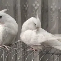 عروس هلندی البینو