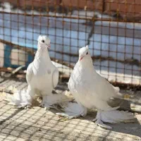 کبوتر  سفید الماسی فروشی