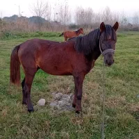 فروش اسب|اسب و تجهیزات اسبسواری|لاهیجان, بازکیاگوراب|دیوار