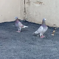 نروماده بور