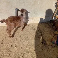 بزغاله شیری|حیوانات مزرعه|کویرات, |دیوار