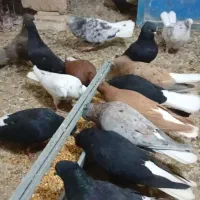 دم‌سفید میبد