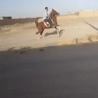 ماده