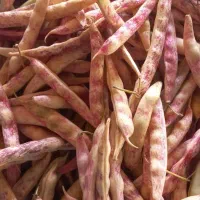 لوبیا چیتی تازه با غلاف