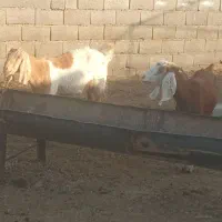 سه عددچووش|حیوانات مزرعه|شاهرود, |دیوار
