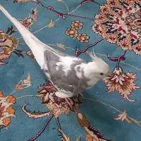 عروس هلندی
