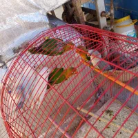 طوطی برزیلی های زیبا|پرنده|سقز, |دیوار