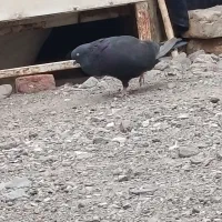 زاغ نر