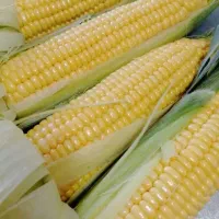 ذرت مکزیکی تازه ارسال فوری