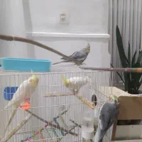 عروس هلندی سالم