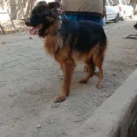 ماده ژرمن معاوضه با قناری|سگ|شهریار, کردزار|دیوار