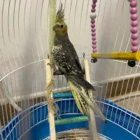 عروس هلندی نر