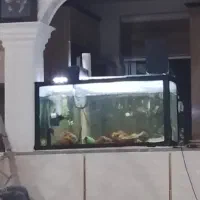 اکواریم