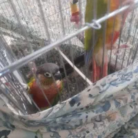 یک جفت گرینچیک سخنگو.رقاص.|پرنده|قزوین, |دیوار