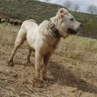 خراسانی ۱۳ماهشه