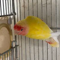 کوتوله برزیلی ماده کار
