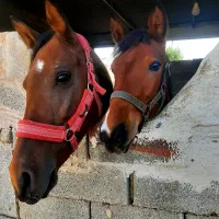 اسب فروشی|اسب و تجهیزات اسبسواری|بهبهان, |دیوار