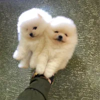 سگ پامر خرسی ریزه میزه پشمالو .پامرانین عروسکی