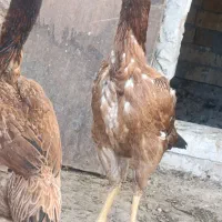 دو عدد|حراج|خوی, |دیوار