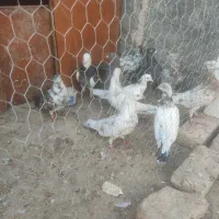 کبوتر