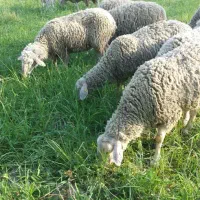 گوسفند زنده و بهداشتی