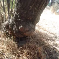 خریداردرخت