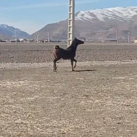 کره مادیان|اسب و تجهیزات اسب‌سواری|زیباشهر, |دیوار