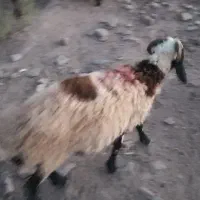 بره نر و ماده