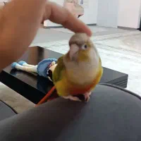 گرینچیک دستی پروازی|پرنده|باقرشهر, |دیوار