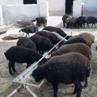 فروش ۱۵ راس بره نر و ماده قاطی ، تعداد نر بیشتره