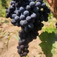 نهال انگور سی رقم