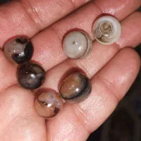 همه نوع (مهره برد و سلیمانی) وانگشتر با تنوع بالا