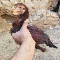 جوجه لاری|حیوانات مزرعه|قنوات, |دیوار