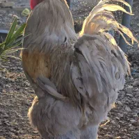 خروس لاری و برهما