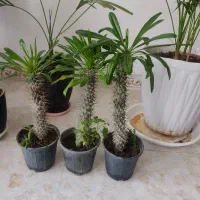 نخل ماداگاسکار