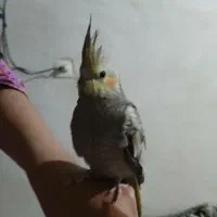 عروس هلندی گم شده