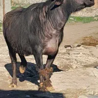 گاومیش شکم دوم