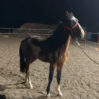 کره کرانینی، مادیون یه سر، اسب